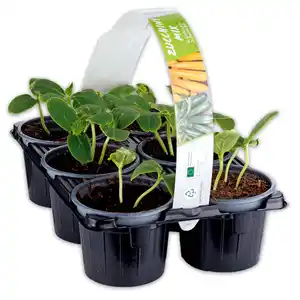 Zucchini-/ Gurken-Mix