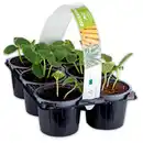 Bild 1 von Zucchini-/ Gurken-Mix