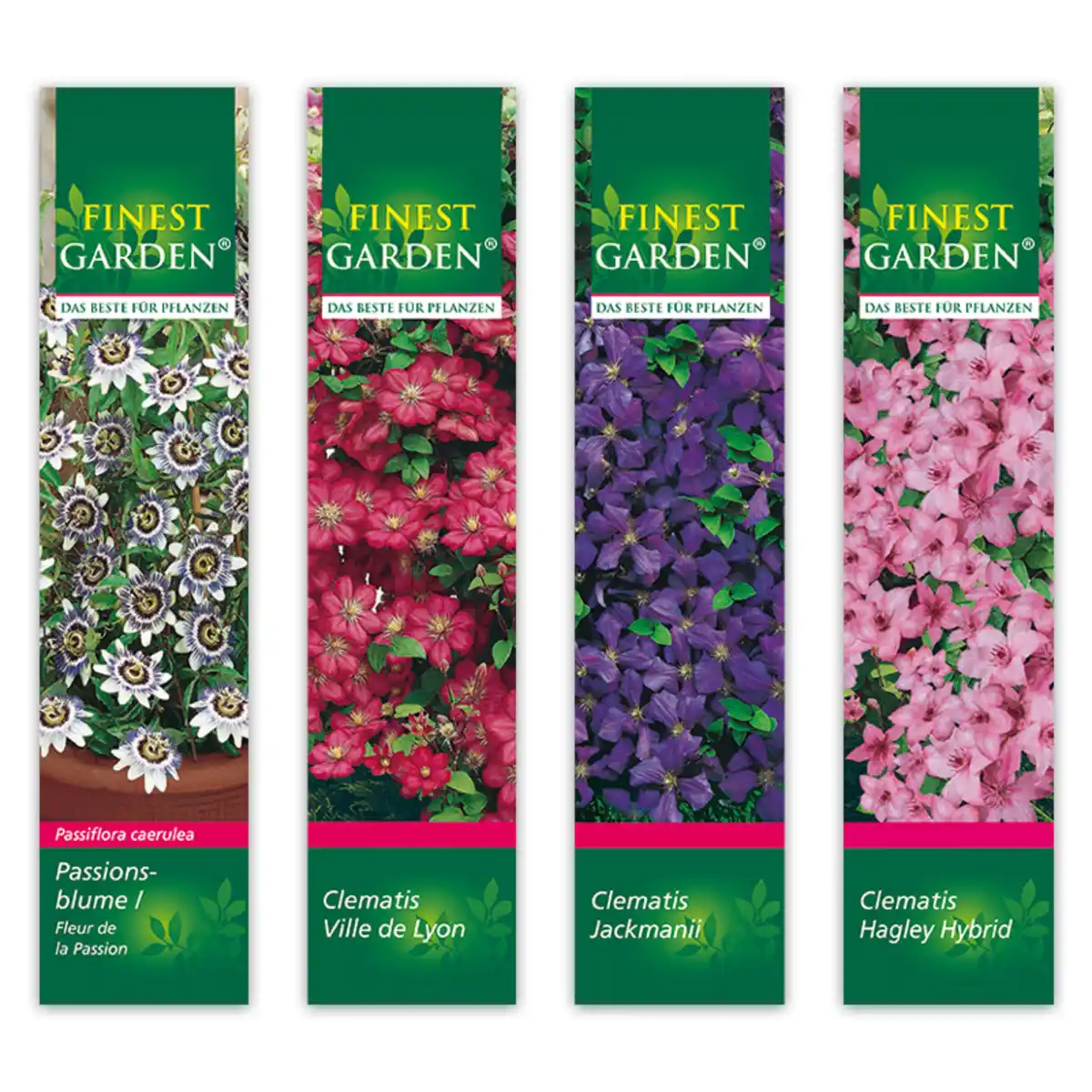 Bild 1 von Finest Garden Winterharte Kletterpflanze