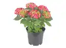 Bild 1 von Hortensie versch. Farben