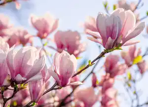 Magnolia  Tulpenbaum