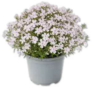 Teppichphlox*