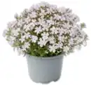Bild 1 von Teppichphlox*