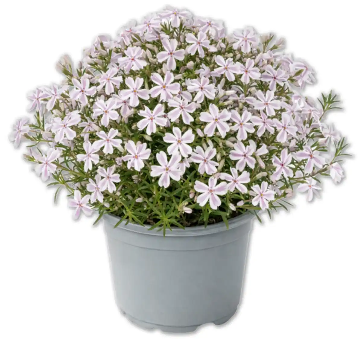Bild 1 von Teppichphlox*