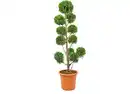 Bild 1 von Italienische Form-Zypresse im 36 cm Topf