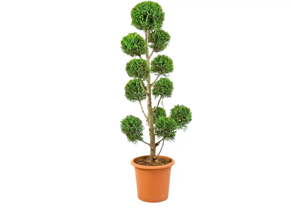 Bild 1 von Italienische Form-Zypresse im 36 cm Topf