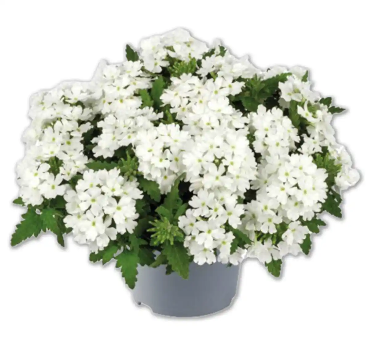 Bild 1 von Eisenkraut*