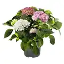 Bild 1 von GARDENLINE Hortensie Tricolor Rot, Rosa, Weiß