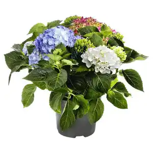 GARDENLINE Hortensie Tricolor Blau/Rot/Weiß