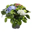 Bild 1 von GARDENLINE Hortensie Tricolor Blau/Rot/Weiß