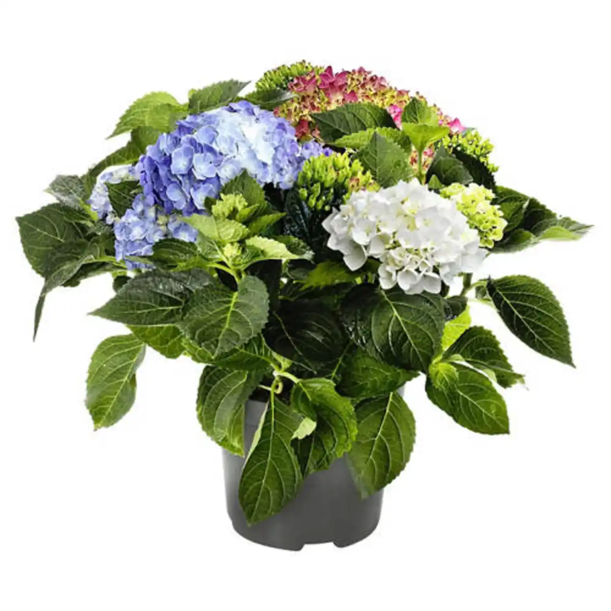 Bild 1 von GARDENLINE Hortensie Tricolor Blau/Rot/Weiß