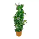 Bild 2 von GARDENLINE Balkon- / Terrassenpflanze