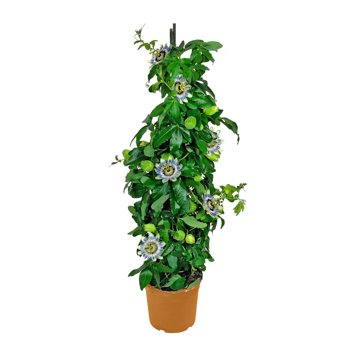 Bild 2 von GARDENLINE Balkon- / Terrassenpflanze