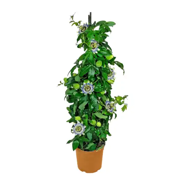 Bild 2 von GARDENLINE Balkon- / Terrassenpflanze