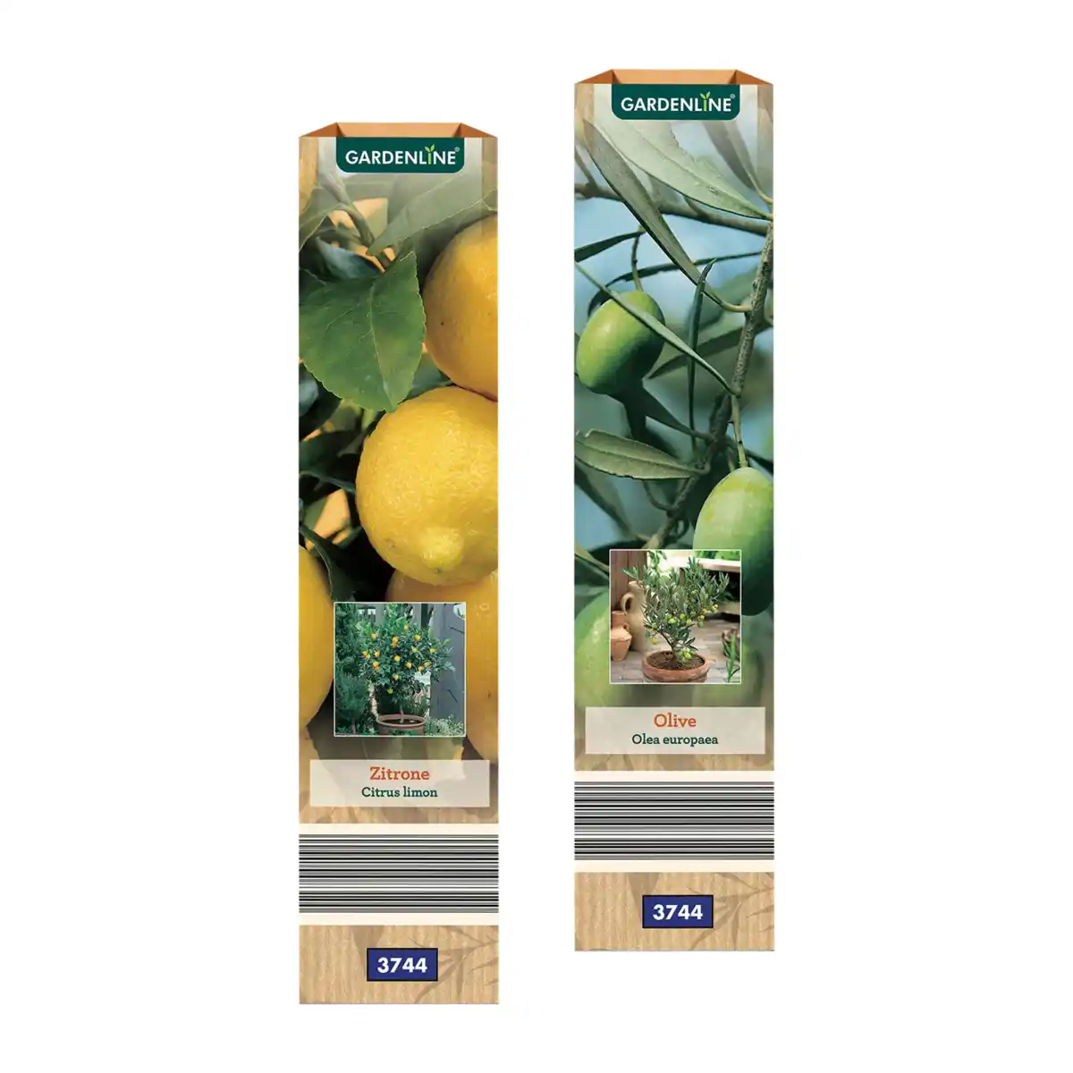 Bild 1 von GARDENLINE Mediterrane Pflanze