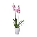 Bild 4 von GARDENLINE Phalaenopsis