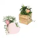 Bild 1 von GARDENLINE Muttertagspflanzen