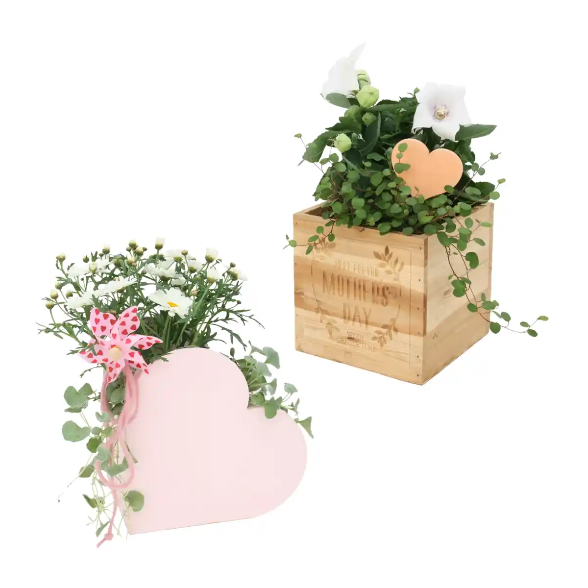 Bild 1 von GARDENLINE Muttertagspflanzen