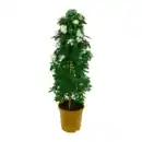 Bild 3 von GARDENLINE Balkon- / Terrassenpflanze