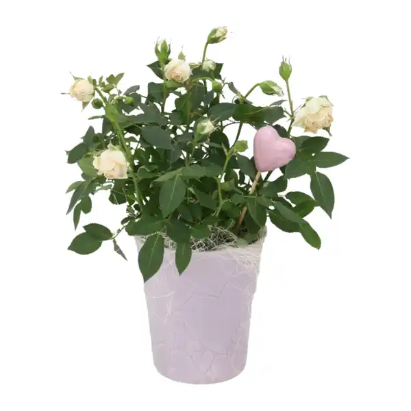 Bild 2 von GARDENLINE Rose / Kalanchoe in Herzkeramik