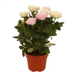 GARDENLINE Topfrose „Dolce Amore“