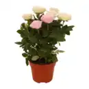 Bild 1 von GARDENLINE Topfrose „Dolce Amore“