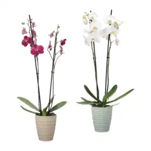 GARDENLINE Phalaenopsis