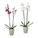 Bild 1 von GARDENLINE Phalaenopsis