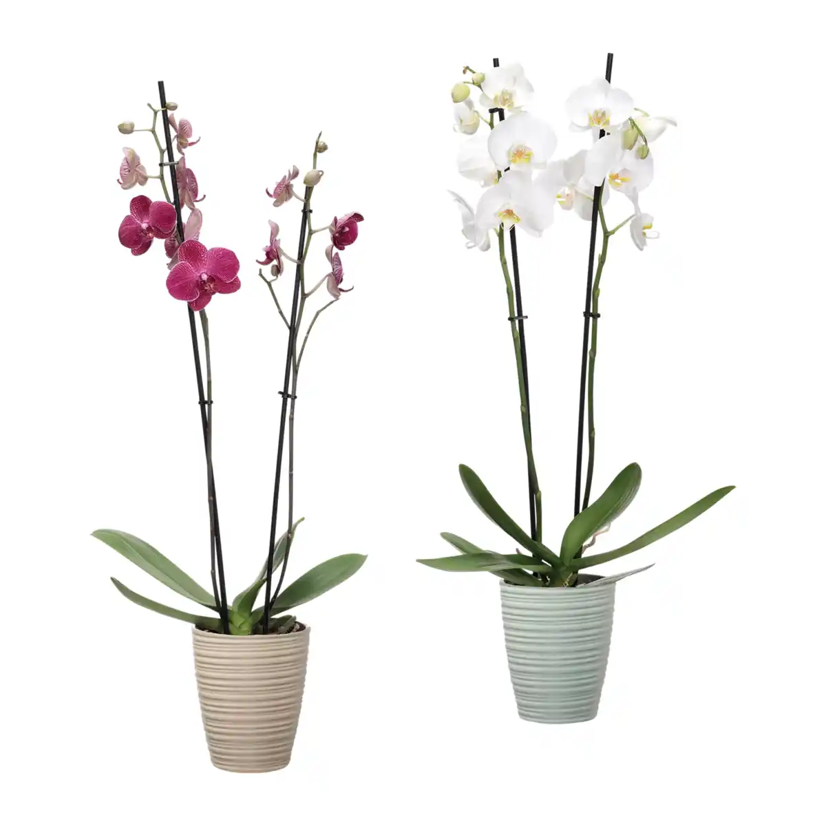 Bild 1 von GARDENLINE Phalaenopsis
