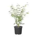 Bild 3 von GARDENLINE Japanischer Ahorn