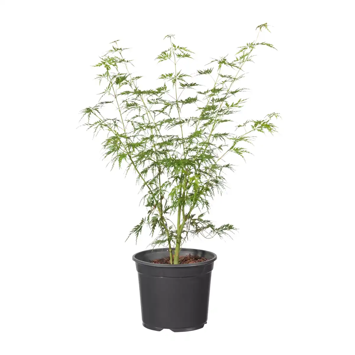 Bild 3 von GARDENLINE Japanischer Ahorn