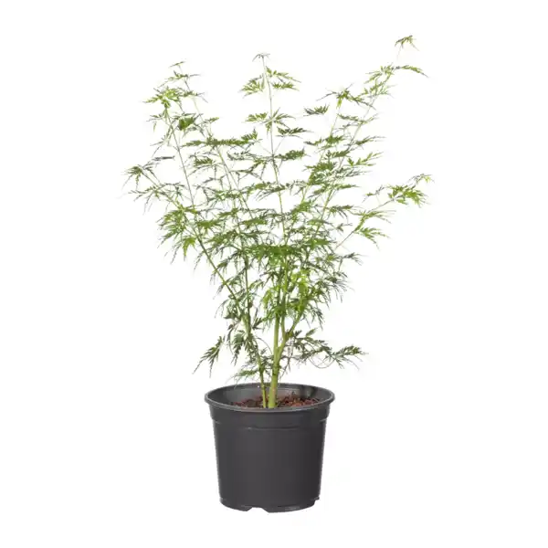 Bild 3 von GARDENLINE Japanischer Ahorn