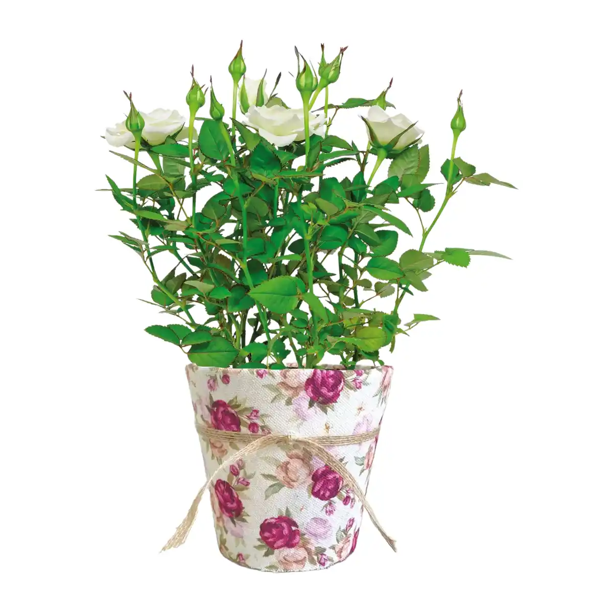 Bild 2 von GARDENLINE Rose