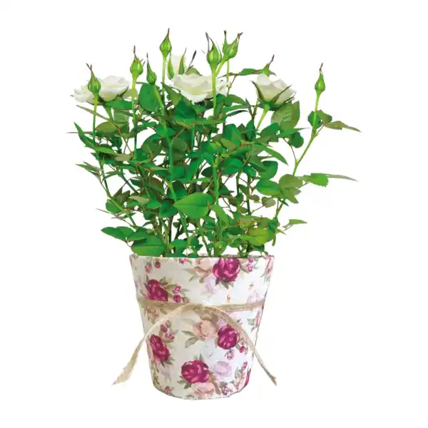 Bild 2 von GARDENLINE Rose