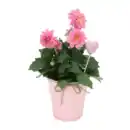 Bild 1 von GARDENLINE Dahlie