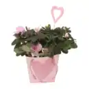 Bild 1 von GARDENLINE Azalee