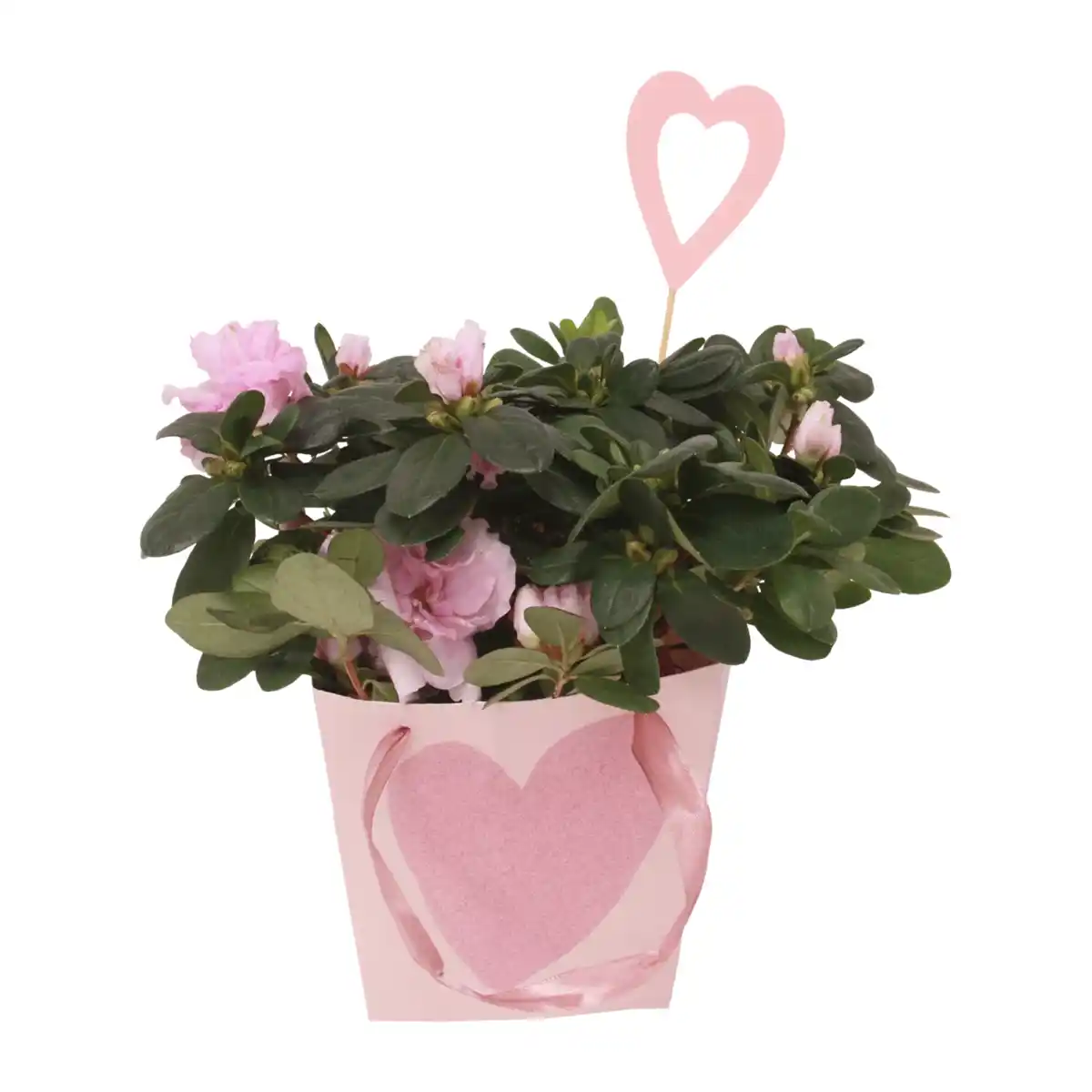 Bild 1 von GARDENLINE Azalee