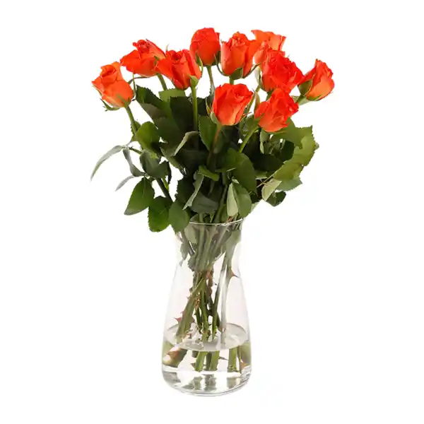 Bild 2 von GARDENLINE Fairtrade-Rosen