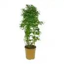 Bild 4 von GARDENLINE Balkon- / Terrassenpflanze