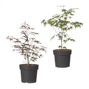 GARDENLINE Japanischer Ahorn