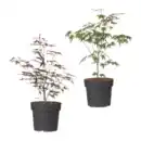 Bild 1 von GARDENLINE Japanischer Ahorn