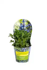 Solitärstauden Edeldistel Eryngium zabelii H 40 - 60 cm 19 cm Topf