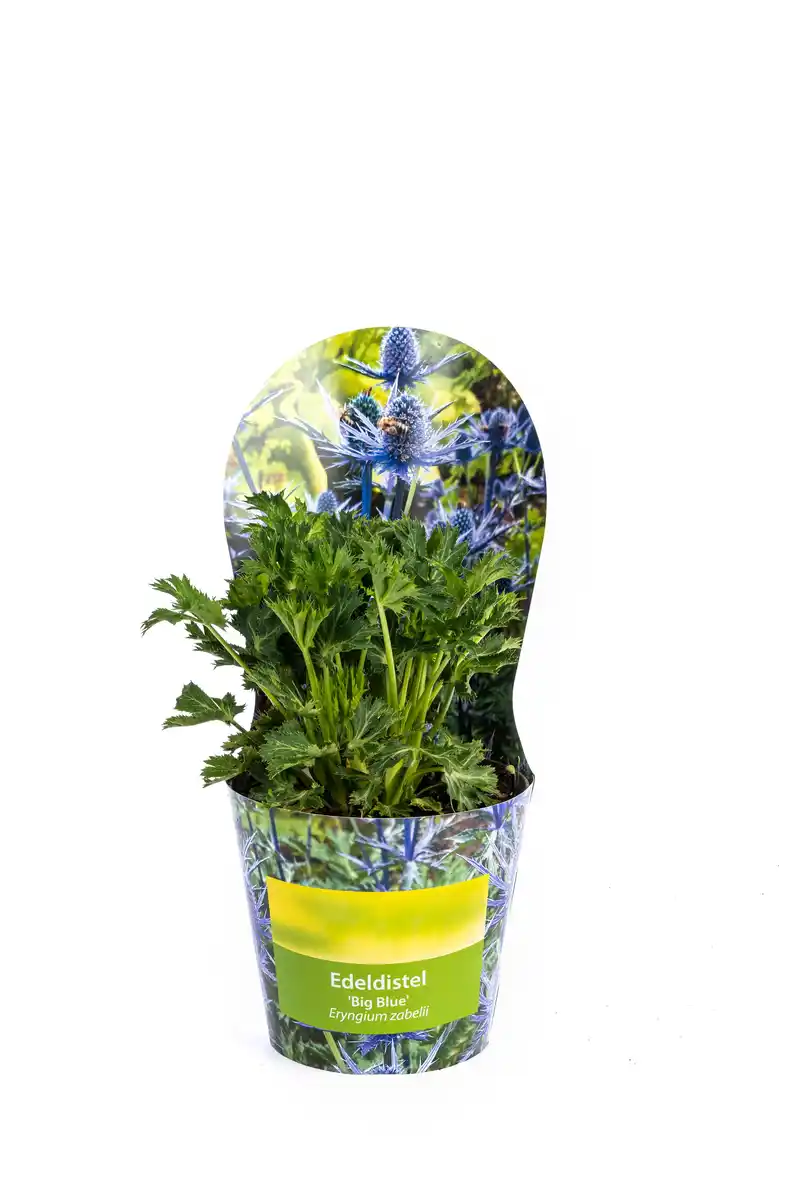 Bild 1 von Solitärstauden Edeldistel Eryngium zabelii H 40 - 60 cm 19 cm Topf