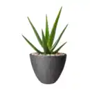 Bild 3 von BELAVI Pflanztopf