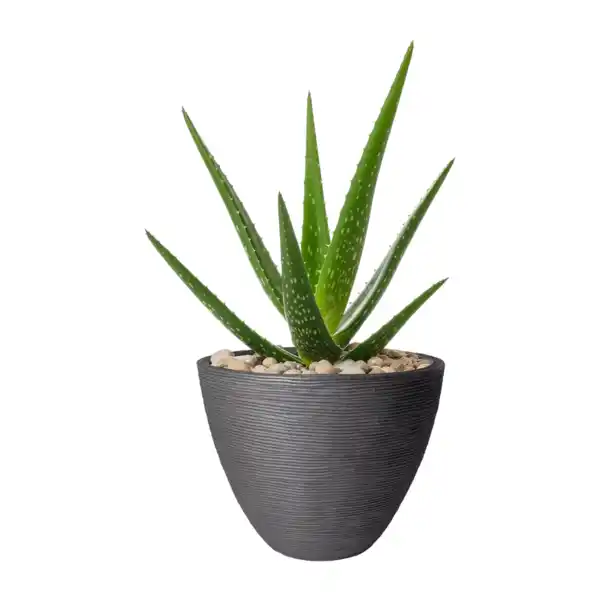 Bild 3 von BELAVI Pflanztopf