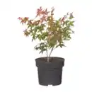 Bild 4 von GARDENLINE Japanischer Ahorn