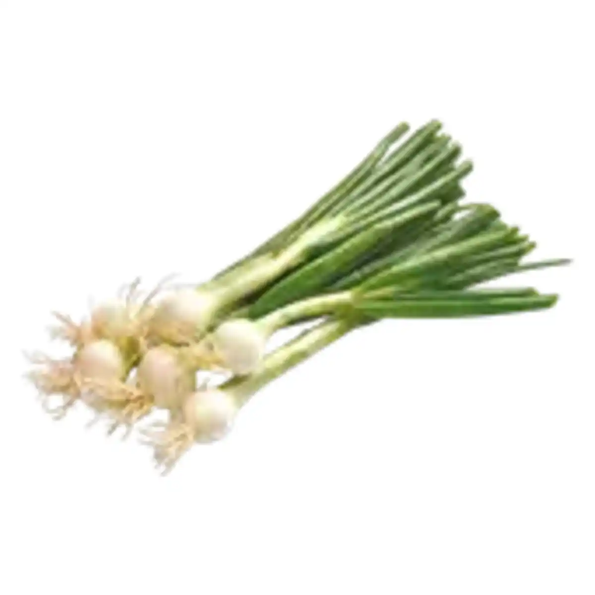 Bild 1 von Lauchzwiebeln