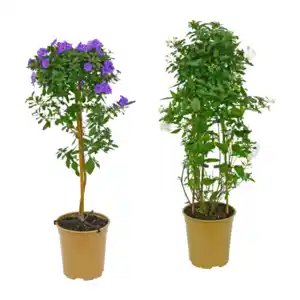 GARDENLINE Balkon- / Terrassenpflanze