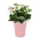 Bild 3 von GARDENLINE Rose / Kalanchoe in Herzkeramik