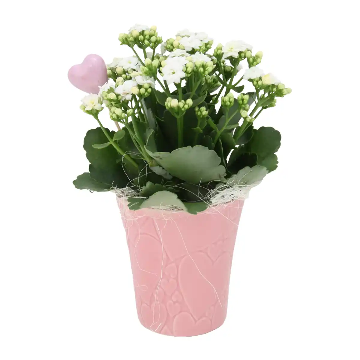 Bild 3 von GARDENLINE Rose / Kalanchoe in Herzkeramik